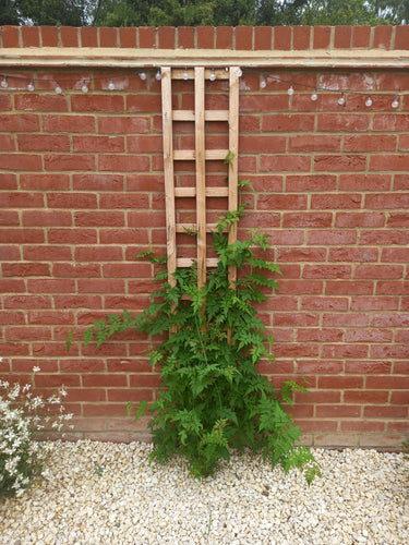 Rough Sawn Timber Trellis – Strong, Stylish & Built to Last 6