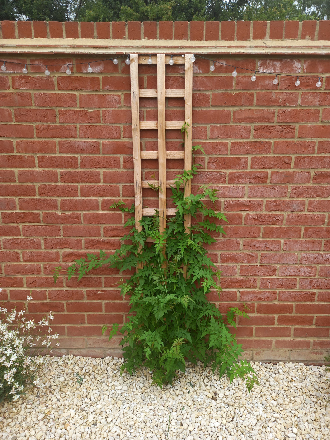 Rough Sawn Timber Trellis – Strong, Stylish & Built to Last 6